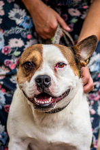 TÖFI, Hund, Mischlingshund in Herzberg