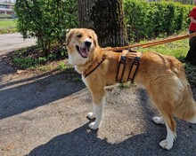 JORDY, Hund, Mischlingshund in Burghaslach