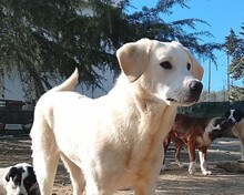ZELIA, Hund, Mischlingshund in Griechenland