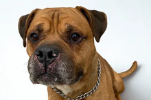 TEDDY, Hund, Bullmastiff-Mix in Niederlande