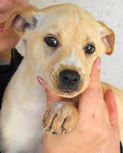 SNIFFY, Hund, Mischlingshund in Italien