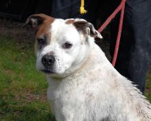 ABALYN, Hund, Molosser in Italien