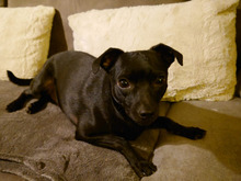 TOMMY, Hund, Chihuahua-Pinscher-Mix in Leipzig