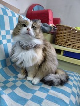 JULE, Katze, Europäische Langhaarkatze in Bulgarien