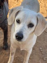 AZORIN, Hund, Mischlingshund in Spanien