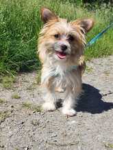 SAFIR, Hund, Yorkshire Terrier-Chihuahua-Mix in Tübingen