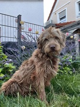 CLEO, Hund, Mischlingshund in Dorfen