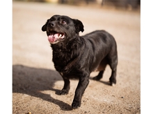 LIVA, Hund, Mischlingshund in Sengenthal