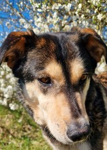 MILLOW, Hund, Mischlingshund in München