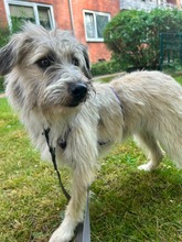 FLOCKE, Hund, Mischlingshund in Hamburg