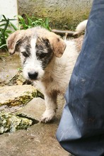 PEPE, Hund, Mischlingshund in Rumänien