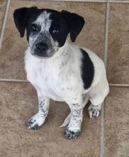 ROCKET, Hund, Mischlingshund in Griechenland