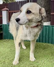 NOVALIE, Hund, Mischlingshund in Rumänien