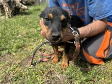 ZSANI2, Hund, Mischlingshund in Ungarn