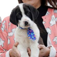 GOOFY, Hund, Mischlingshund in Griechenland