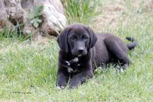 GAVIN, Hund, Mischlingshund in Griechenland