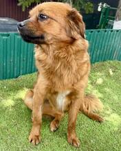 RIVER, Hund, Mischlingshund in Rumänien