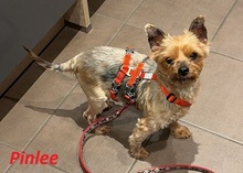PINLEE, Hund, Yorkshire Terrier in Niddatal