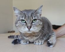 ASHA, Katze, Europäisch Kurzhaar in Spanien