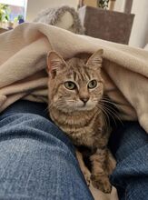 ASHA, Katze, Europäisch Kurzhaar in Diera-Zehren