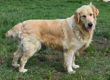 SUZY, Hund, Golden Retriever in Ungarn