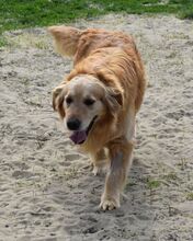 MYLO, Hund, Golden Retriever in Ungarn