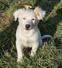 FINE, Hund, Mischlingshund in Bulgarien