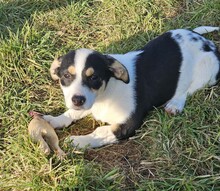 JAVA, Hund, Mischlingshund in Bulgarien