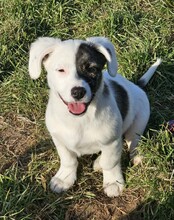 NAYELI, Hund, Mischlingshund in Bulgarien
