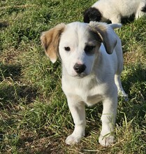SMÖRRE, Hund, Mischlingshund in Bulgarien