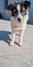 BIBI, Hund, Mischling in Rumänien