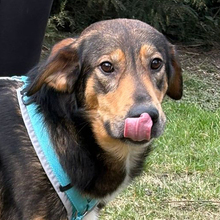 TYRION, Hund, Mischlingshund in Kroatien