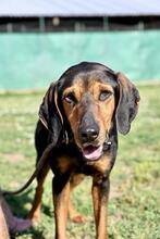 HOLLY, Hund, Segugio Mischling in Italien