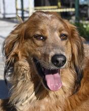 EROS, Hund, English Setter-Golden Retriever-Mix in Italien