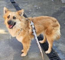 EVITA, Hund, Harzer Fuchs in Schwarmstedt