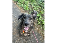 NAHLA, Hund, Mischlingshund in Schotten