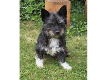 SUZETTE, Hund, Mischlingshund in Trebur