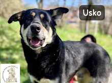 USKO, Hund, Mischlingshund in Bosnien und Herzegowina