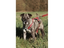 PAULINE, Hund, Mischlingshund in Weißenbrunn