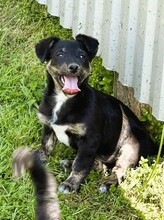 LALE, Hund, Mischlingshund in Bosnien und Herzegowina