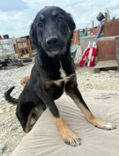 EVA, Hund, Mischlingshund in Rumänien