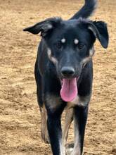 SAMUELA, Hund, Mischlingshund in Kerpen