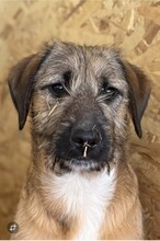 ZACK, Hund, Mischlingshund in Rumänien