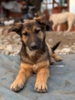 FELIX, Hund, Mischlingshund in Rumänien