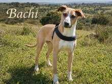 BACHI, Hund, Mischlingshund in Portugal
