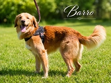 BARRO, Hund, Mischlingshund in Portugal