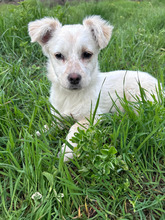 AURORA, Hund, Mischlingshund in Rumänien