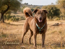 AMENDOA, Hund, Mischlingshund in Portugal