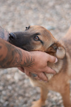 AMADEUS, Hund, Malinois in Rumänien