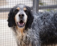 BISCOTTO, Hund, English Setter in Italien